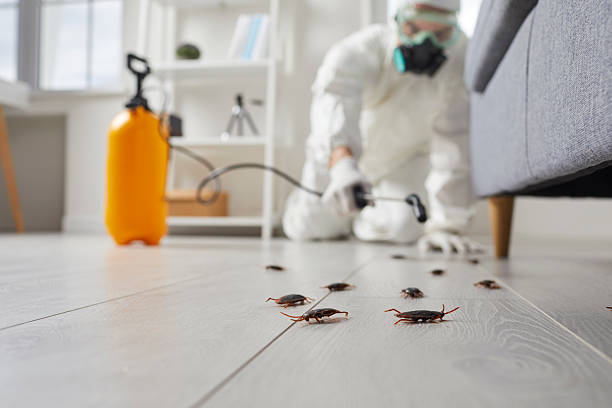 Trusted Cockroach Control service in Springdale, NJ - Nex Pest Control